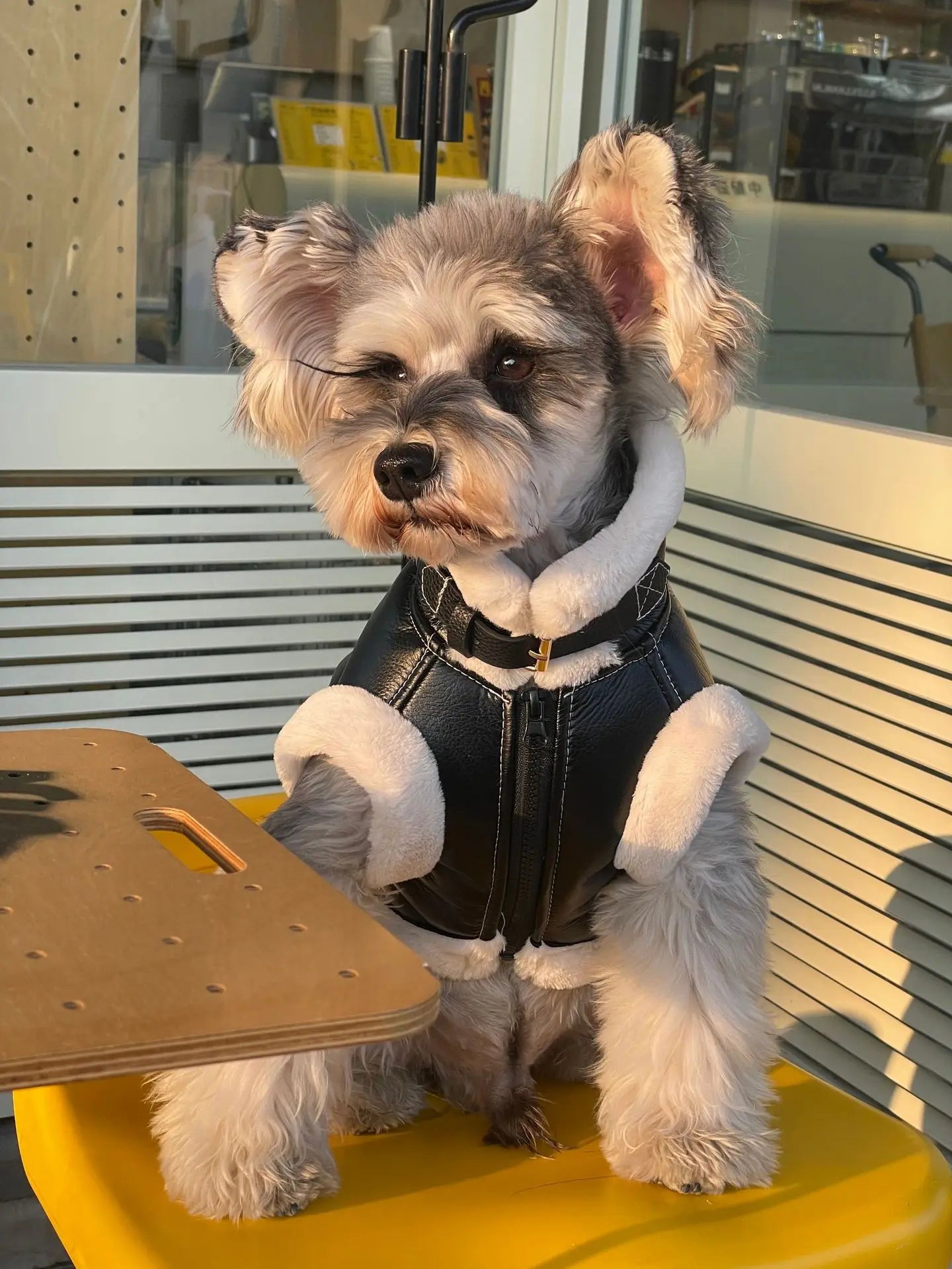 Pet Autumn Winter Velvet Sleeveless Vest Fur One-piece Coat Teddy Schnauzer Bichon Dog Thick Vest Puppy Clothes for Small Dogs
